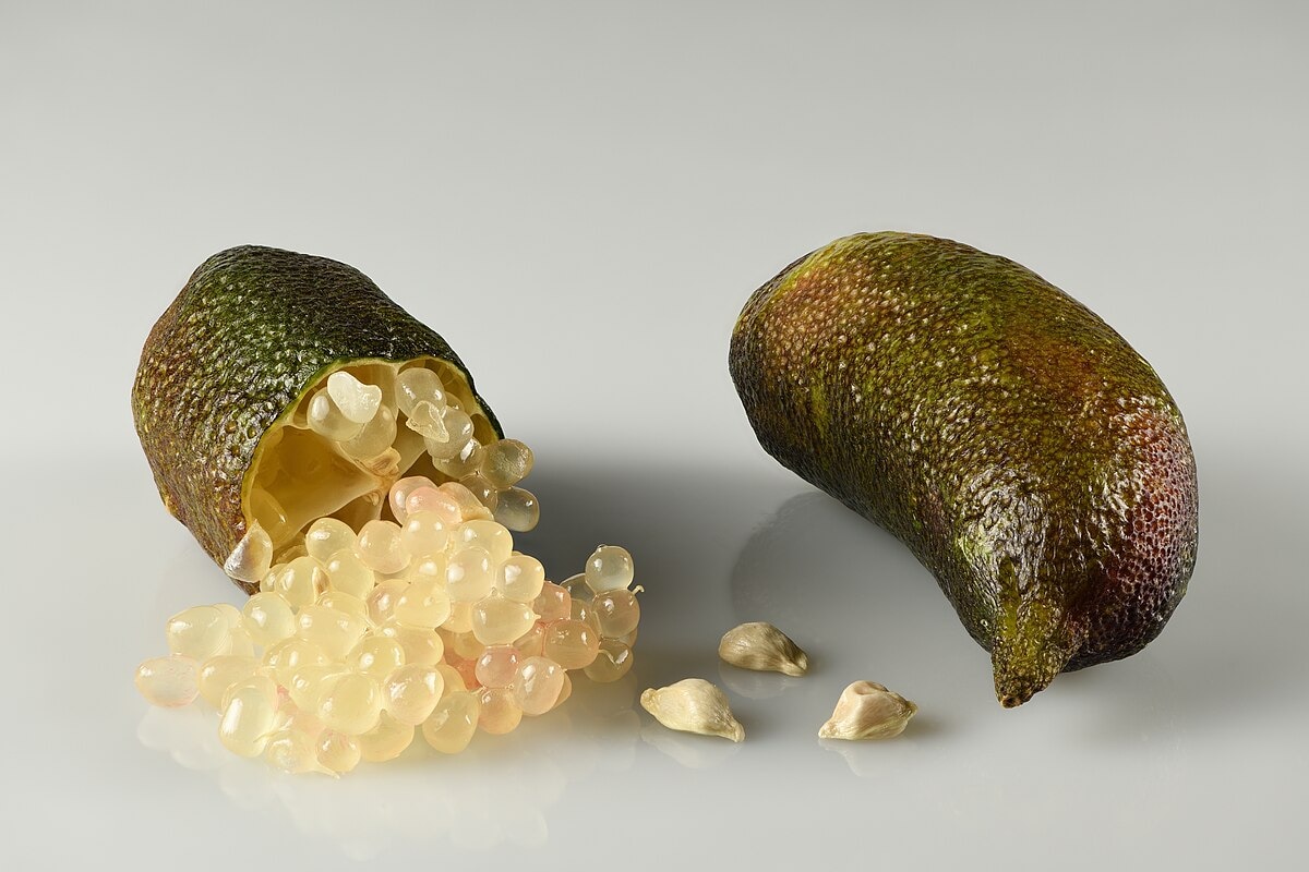 This unique lime offers a burst of tangy juice-filled vesicles, perfect for adding a zesty twist to food and drinks 